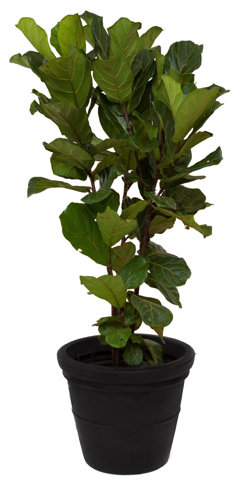 Ficus Lyrata - 1.5m-0