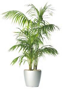 Kentia Palm - 1.5m-0
