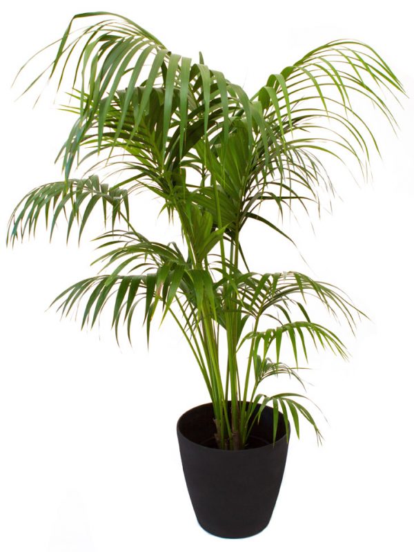 Kentia Palm - 2m-0